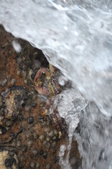 crab under the water