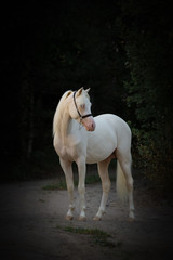 Body's portrait of a beautiful white horse looks back on dark background isolated