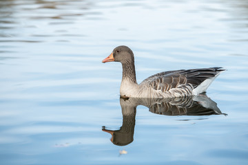 Affenberg: Gans (20191027)