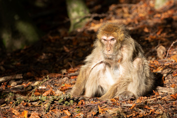 Obraz premium Affenberg: Opa-Berberaffe verärgert 1 (20191027)