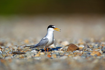 The little tern nesting on the Drava River