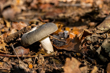 Champignons en forêt