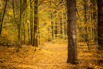 Autumn forest road landscape. Forest road in autumn season. Golden autumn view