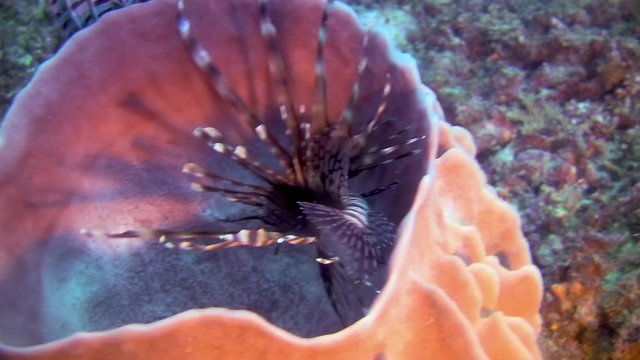 Pacific Lionfish, Pterois Volitan In An Giant Barrel Sponge, Philippines