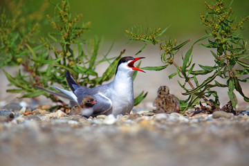 The common tern nest on the Drava River