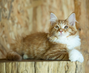 Maine Coon kitten