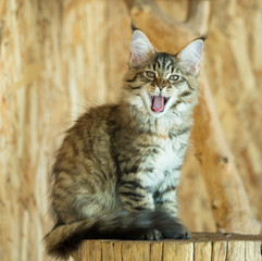Maine Coon kitten