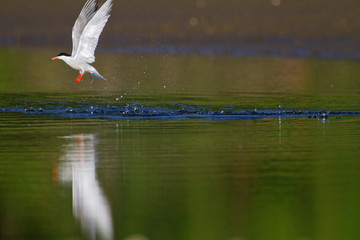 The common tern on a hunt from the Drava River