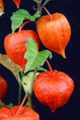 Ein Blumentopf mit der Physalis-Pflanze 