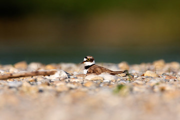 The female of the little ringed plover nesting on gravel bar, the Drava River