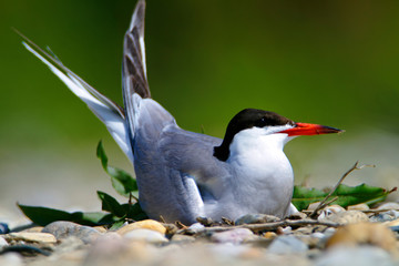 The common tern nest on the Drava River