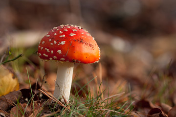 fly agaric mushroom in the forest