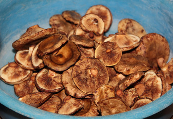 Bowl of lactarius deliciosus, commonly known as the saffron milk cap and red pine mushroom