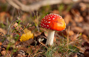 fly agaric in the forest