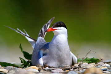 The common tern nest on the Drava River