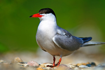 The common tern nest on the Drava River