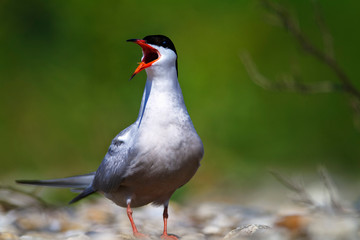 The common tern nest on the Drava River