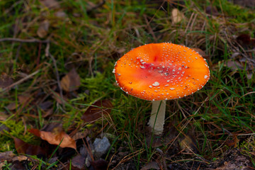 red fly agaric mushroom