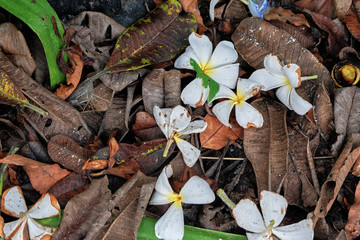 autumn leaves and flowers on the ground