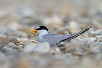 The little tern nesting on the Drava River