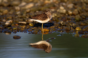 Birds on the Drava River