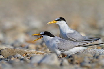 The little tern nesting on the Drava River