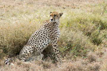 Proud cheetah overlooking its neighborhood at Serengeti National Park, Tanzania, Africa.