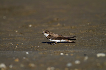 Sand martin from the Drava River