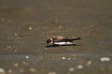 Sand martin from the Drava River