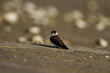 Sand martin from the Drava River