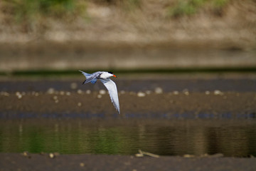 The common tern on a hunt from the Drava River
