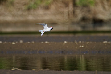 The common tern on a hunt from the Drava River