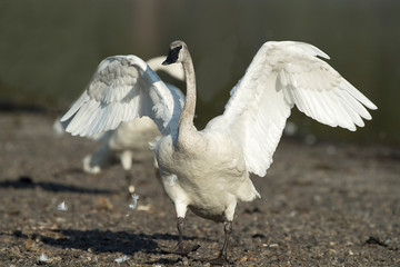 Trumpeter Swans
