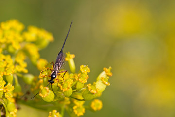A Wood Wasp, Gloucestershire, England, UK.