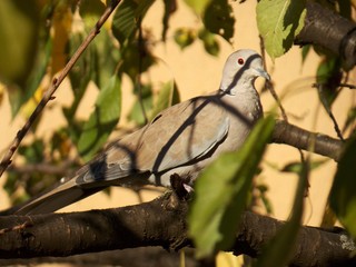 a pigeon on a tree among the branches
