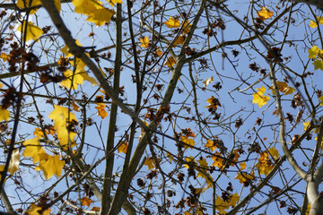 Autumn leaves and sky