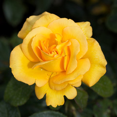 Naklejka na ściany i meble A single yellow rose, 'Keep Smiling'.