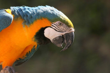 Yellow & Blue Macaw parrot with green background, Roatan, Honduras, Central America.