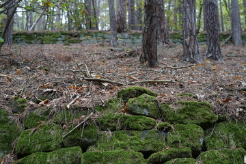 Moosbewachsene Steine einer alten Weinbergterrasse der Südlichen Weinstrasse