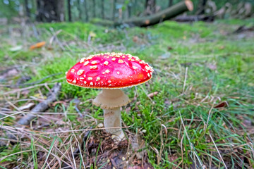 Red mushroom growing in the forest in fall