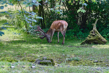 Deer Eating On Field