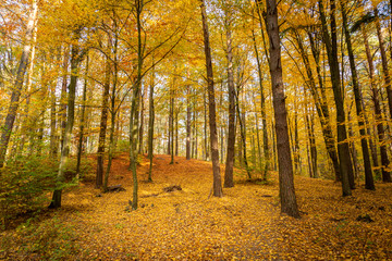 Autumn forest road landscape. Forest road in autumn season. Golden autumn view