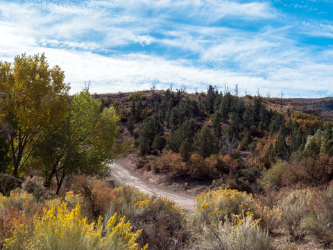 Yellow chamisa flowers line an ORV trail at Beaver Dam State Park in Nevada