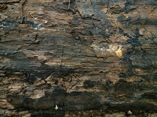 Vintage tree bark, great design for any purposes.