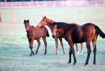 three young thoroughbreds in pasture