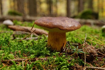 Boletus badius, Imleria badia or bay bolete mushroom closeup. Edible and pored fungus has velvety...