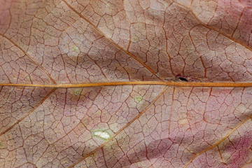 Naklejka na ściany i meble Back side of grape leaf