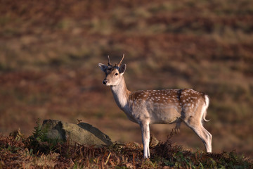 Young Fallow deer buck