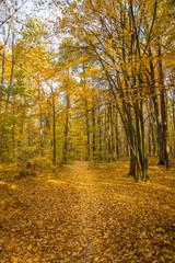 Autumn forest road landscape. Forest road in autumn season. Golden autumn view