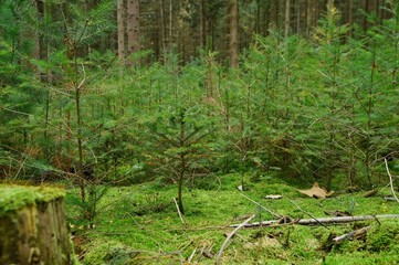 Forestry and Reforestation for sustainable development through new planting in the forest. forest in autumn, planting of Small trees. Reforestation of Protected Sustainable conifer trees. 